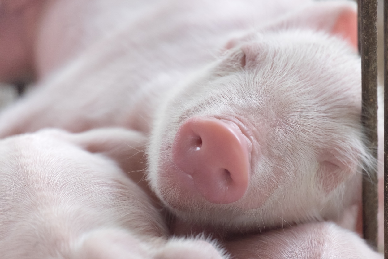 pig sleeping on mattress